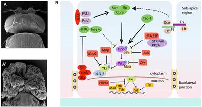 Hippo Signaling in Cancer: Lessons From Drosophila Models